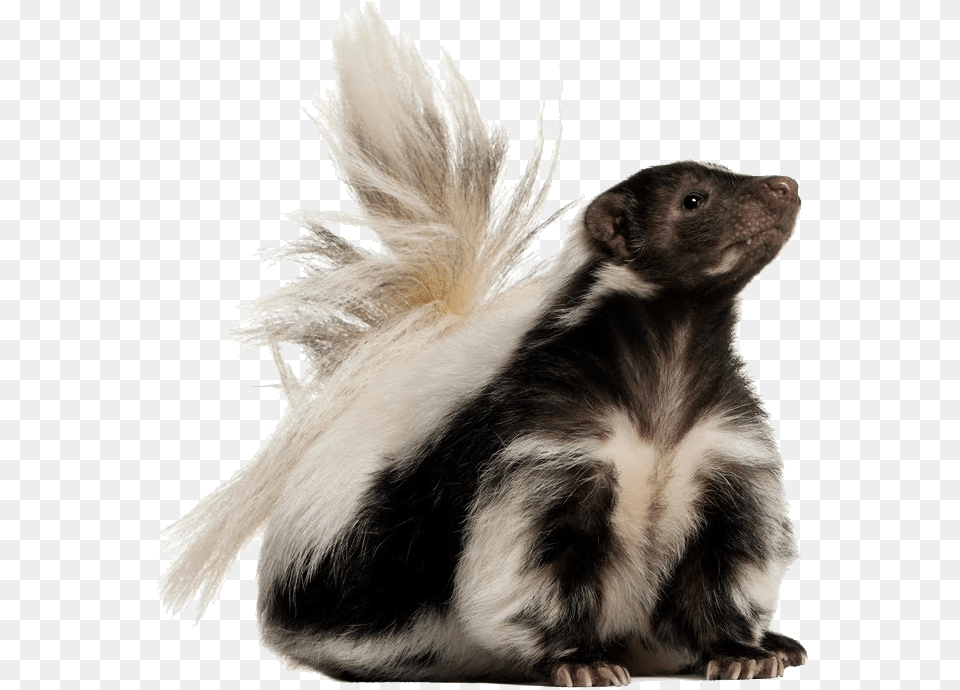 Skunk, Animal, Mammal, Wildlife, Canine Free Png Download