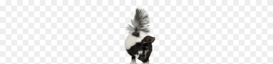 Skunk, Animal, Mammal, Rat, Rodent Free Transparent Png