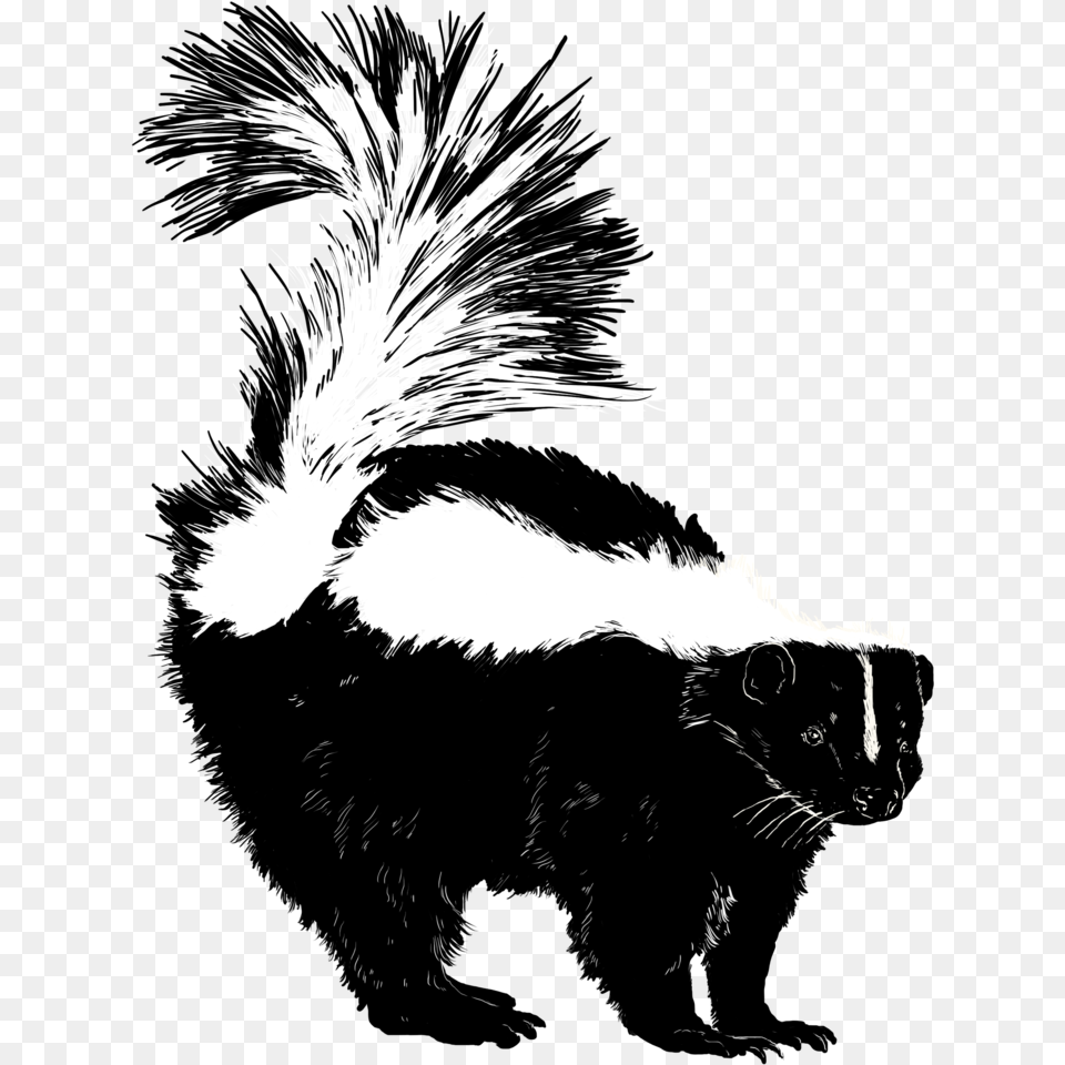 Skunk, Animal, Wildlife, Mammal, Bird Png