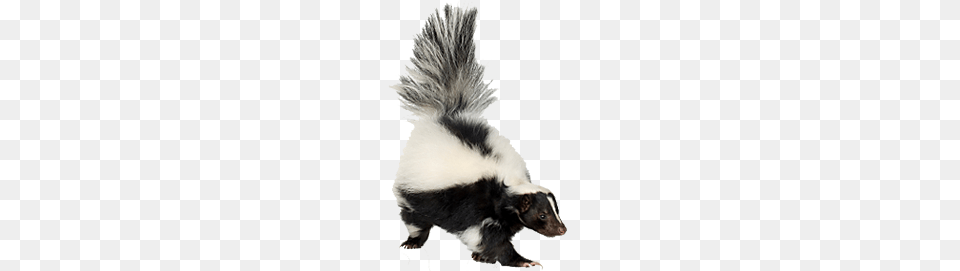 Skunk, Animal, Mammal, Wildlife, Rat Free Png Download