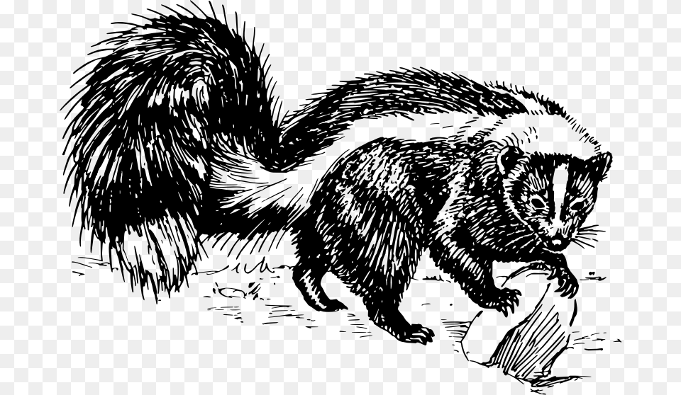 Skunk Black And White, Gray Png