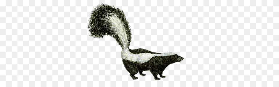 Skunk Drawing, Animal, Mammal, Wildlife, Rat Free Transparent Png