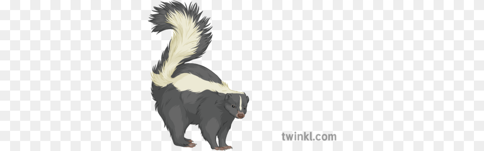 Skunk General Animal Mammal Secondary Illustration Twinkl Striped Skunk, Wildlife, Person Free Png