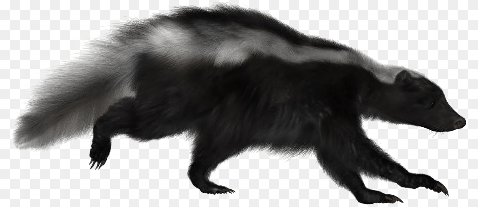 Skunk Image, Animal, Mammal, Wildlife, Bear Free Transparent Png