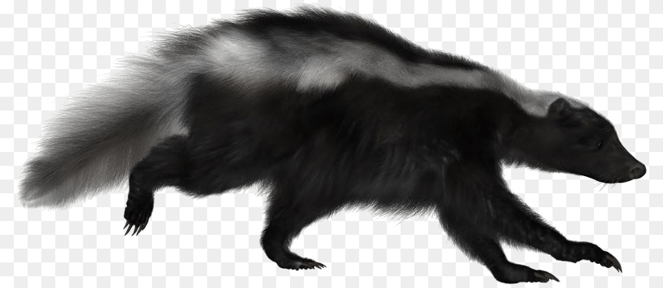 Skunk Image Portable Network Graphics, Animal, Mammal, Wildlife, Bear Free Transparent Png