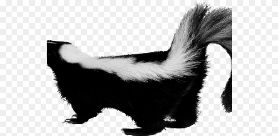 Skunk Images Skunk, Animal, Mammal, Wildlife, Baby Free Transparent Png