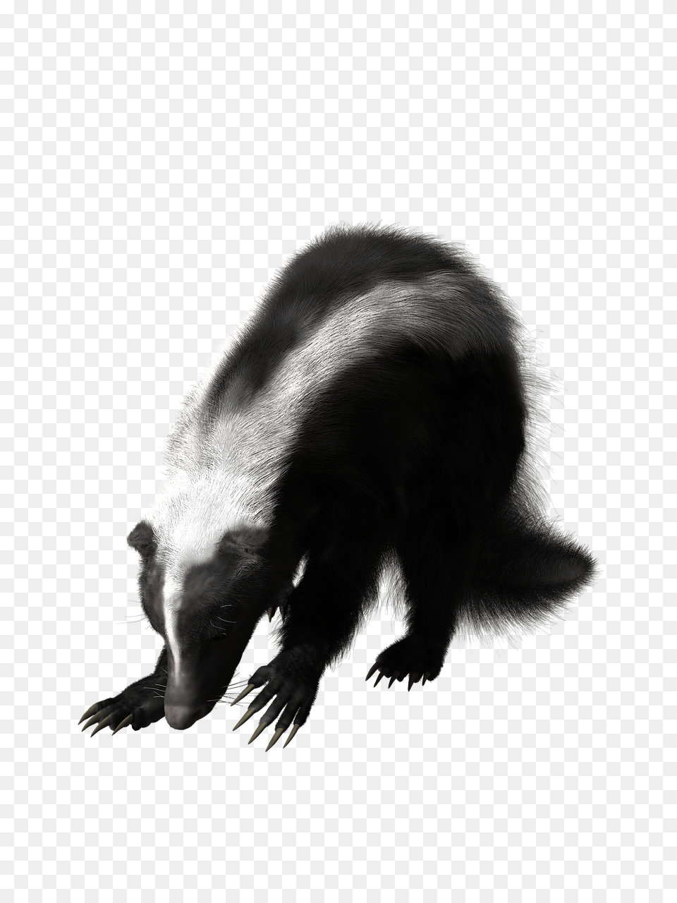 Skunk Rodent Wildlife Gamb, Animal, Mammal, Canine, Dog Free Png