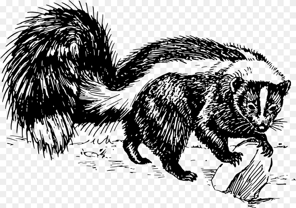 Skunk Skunk Black And White Clipart, Gray Free Transparent Png