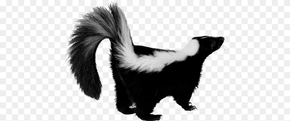 Skunk Up, Animal, Wildlife, Mammal, Canine Png Image