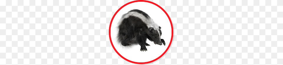 Skunks Removal Amg Extermination, Animal, Wildlife, Mammal, Rat Png Image