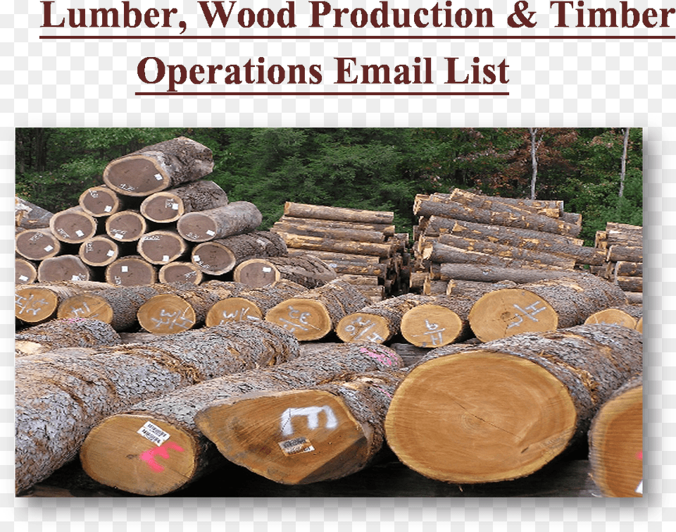 Skuttle, Lumber, Wood, Plant, Tree Png Image