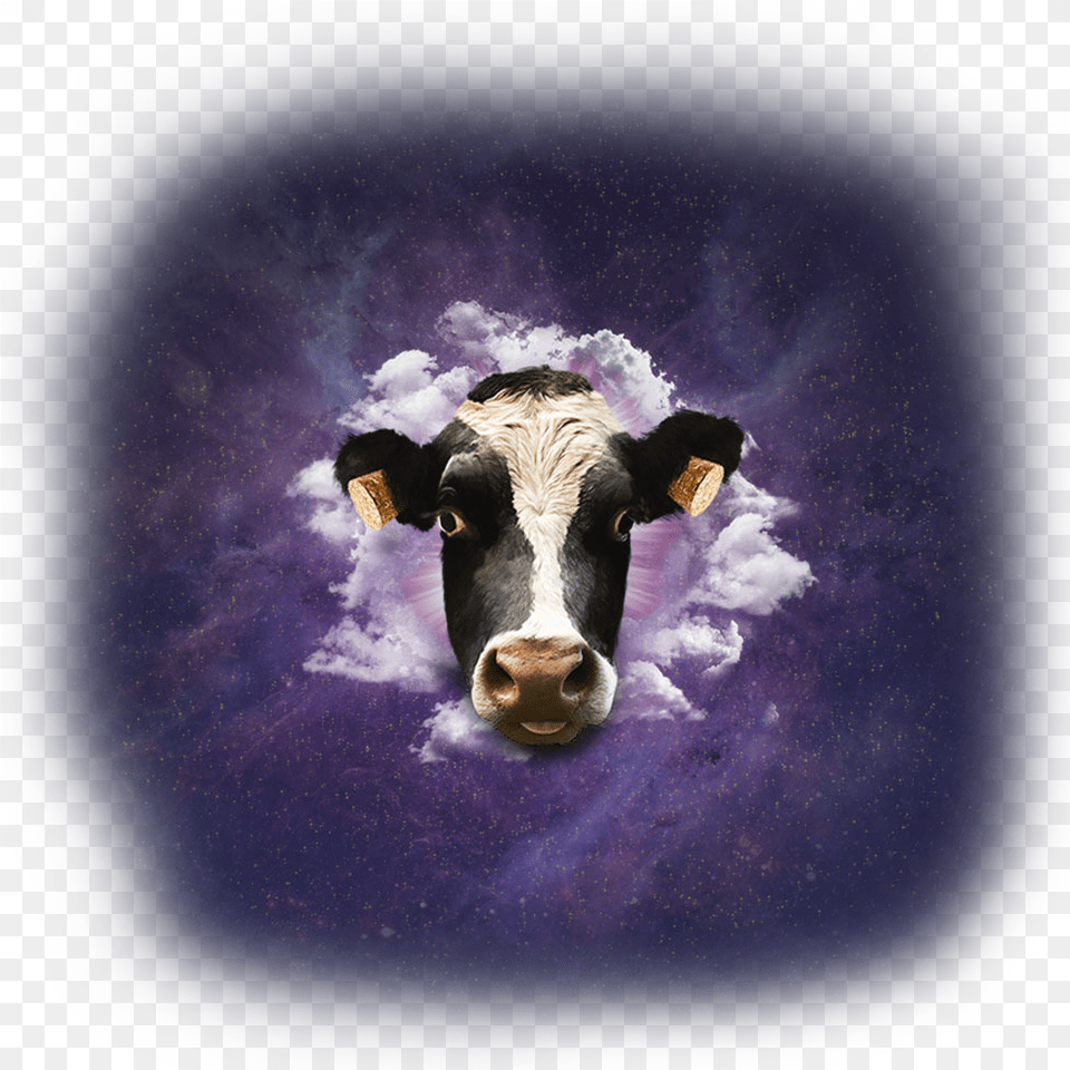 Sky, Animal, Cattle, Cow, Livestock Free Png
