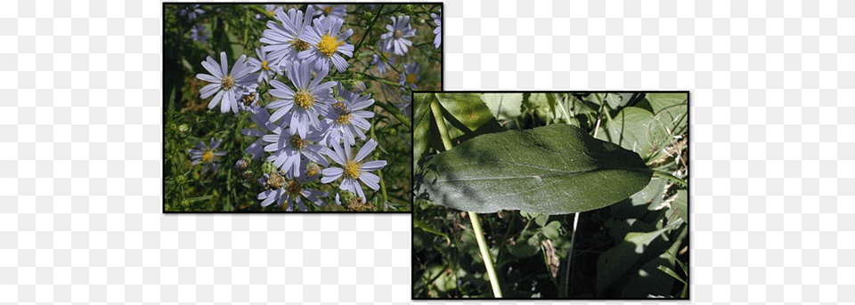 Sky Blue Aster Blue, Art, Collage, Daisy, Flower Free Png Download