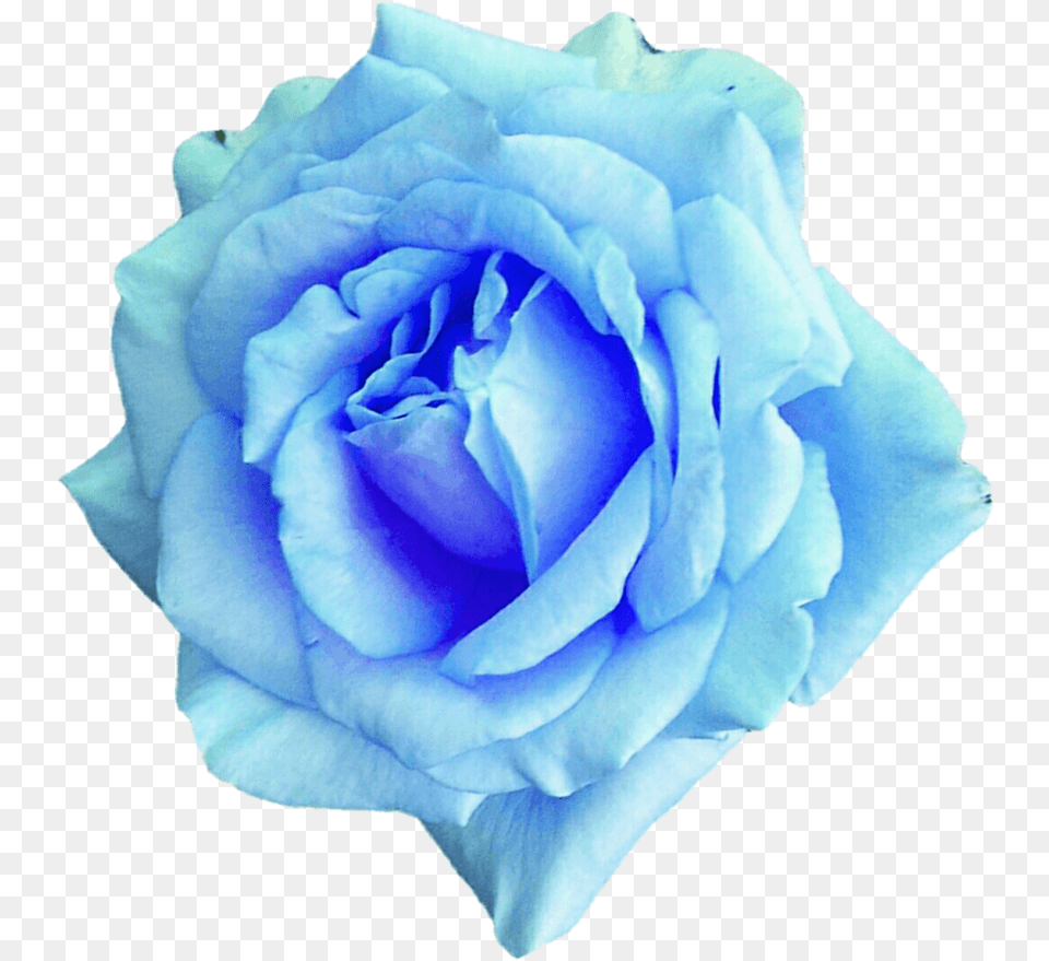 Sky Blue Rose 2 By Jeanicebartzen27 Dajaj4a Sky Blue Rose Flower, Plant, Petal Free Transparent Png