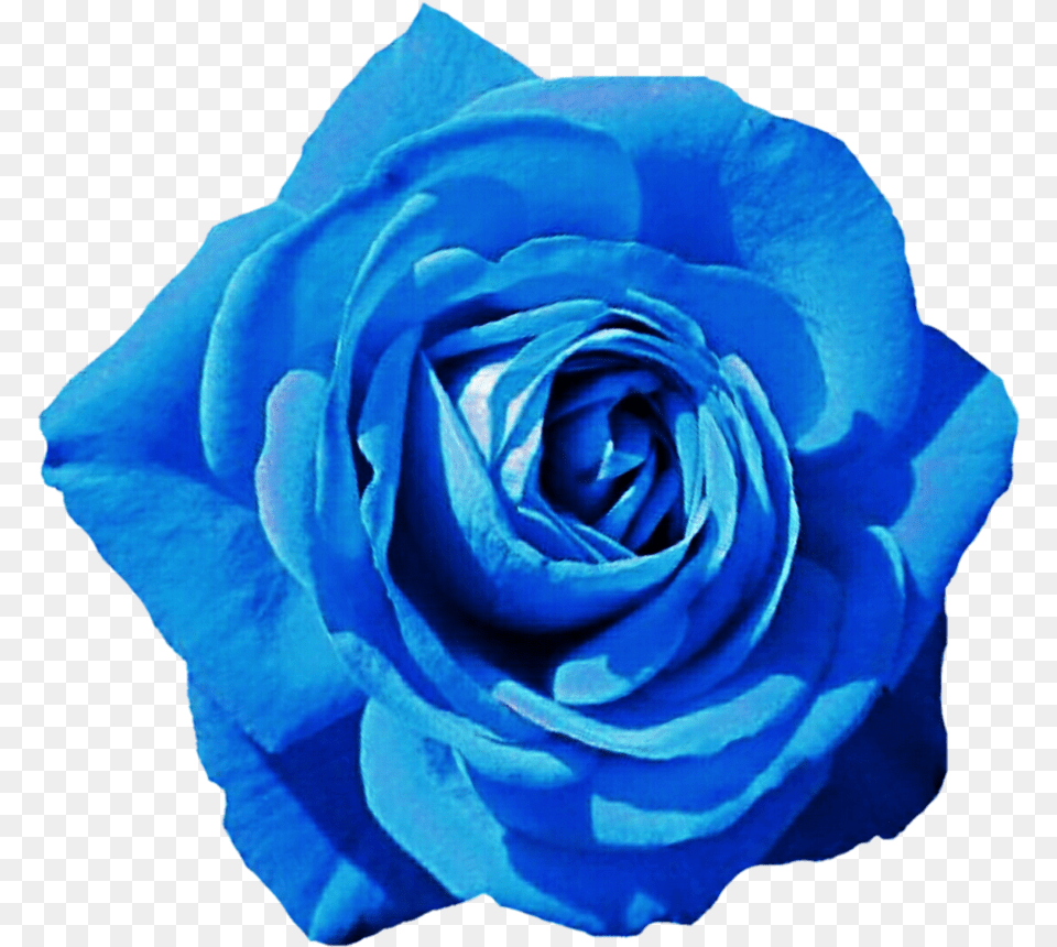 Sky Blue Rose By Jeanicebartzen27 Blue Hd Rose, Flower, Plant Png Image