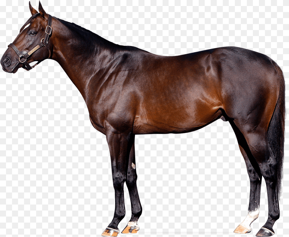 Sky Kingdom Always Dreaming Horse Stud, Animal, Mammal, Stallion Png