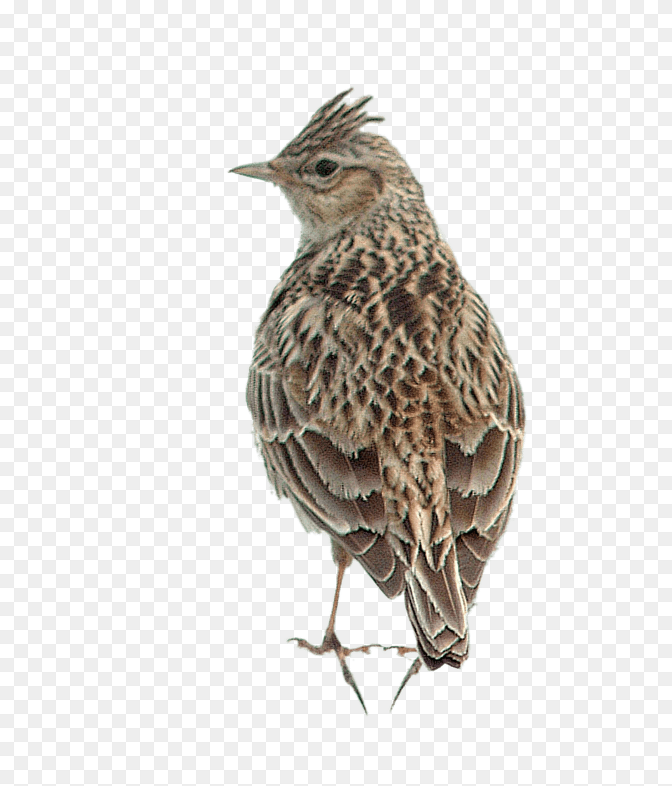 Skylark, Animal, Anthus, Bird Png Image