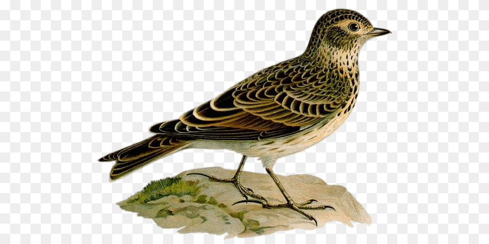 Skylark Illustration, Animal, Anthus, Bird, Finch Png Image