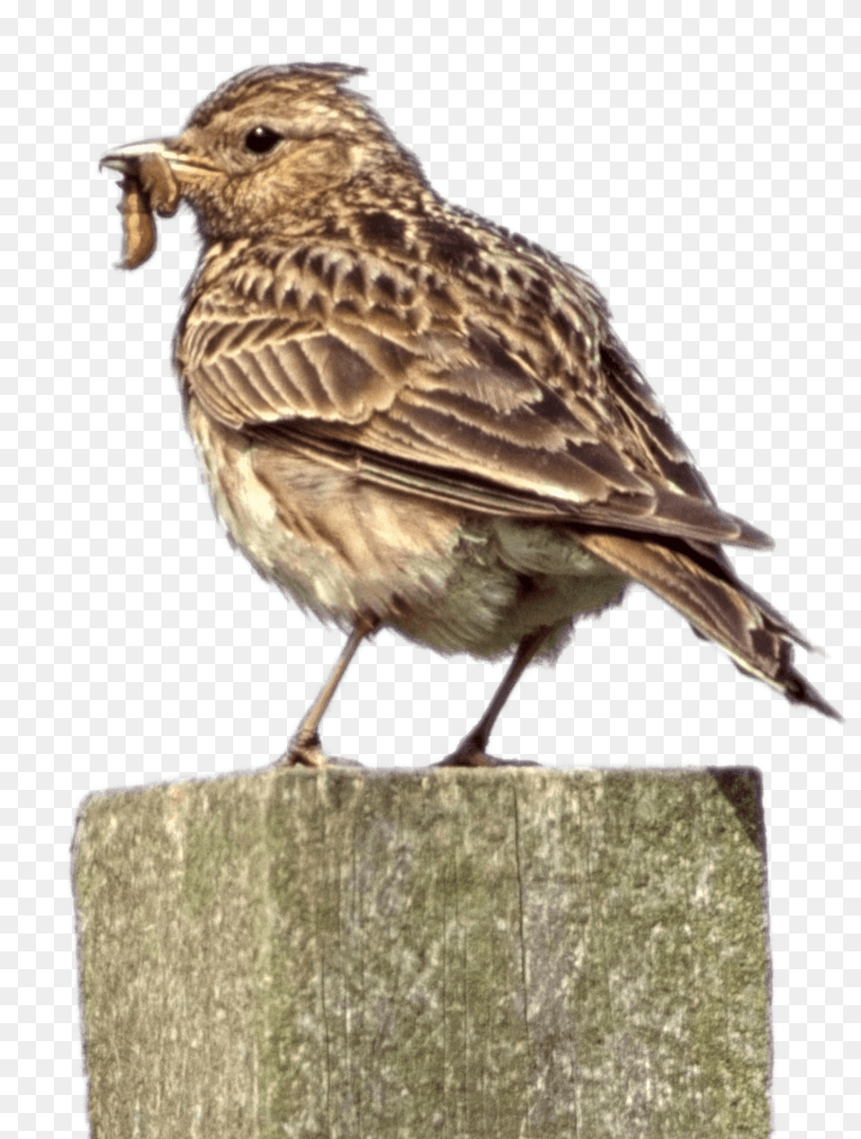 Skylark On A Pole, Animal, Anthus, Bird, Finch Free Png Download