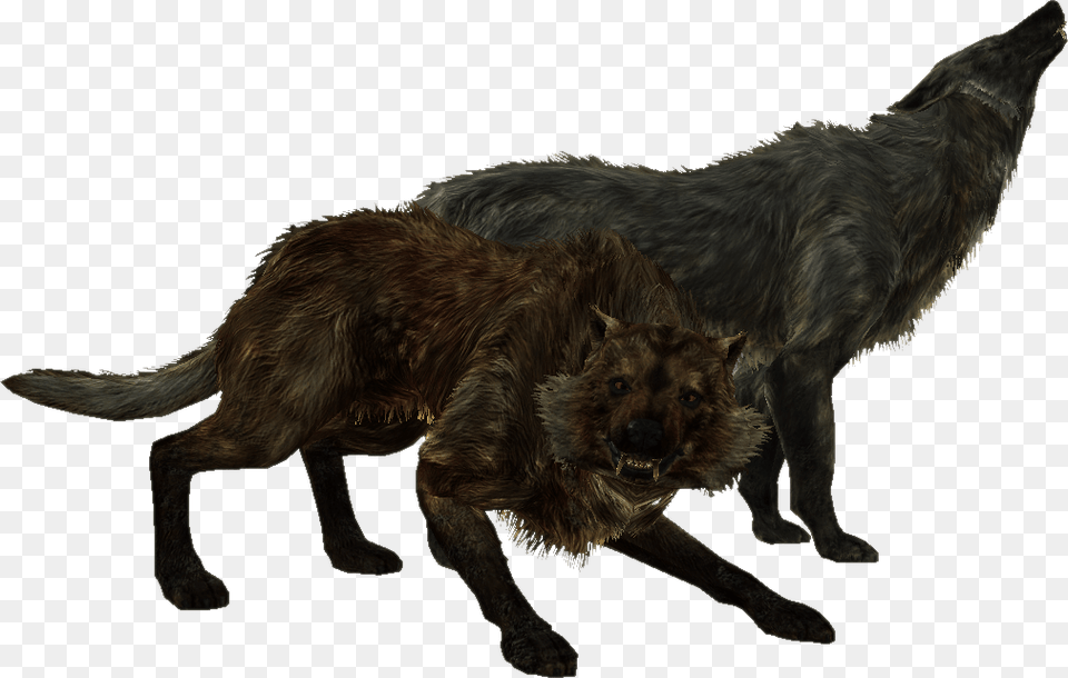 Skyrim Wolf, Animal, Canine, Dog, Mammal Free Png