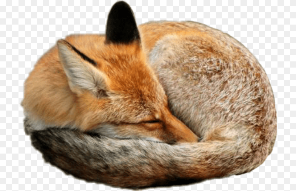 Sleeping, Animal, Fox, Mammal, Wildlife Png Image