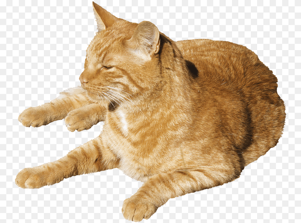 Sleeping Cat 1 Cat Sleeping, Animal, Mammal, Manx, Pet Free Transparent Png