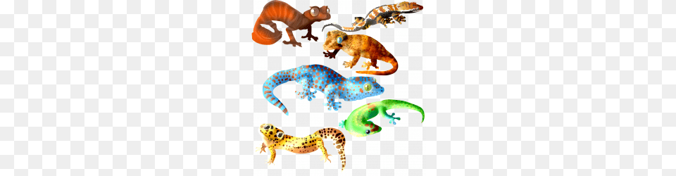 Sleeping Cute Images Collection With Transparent Background, Animal, Gecko, Lizard, Reptile Png