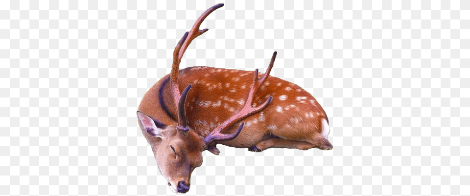 Sleeping Deer, Animal, Mammal, Wildlife, Antelope Free Transparent Png