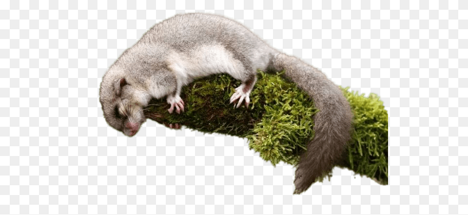 Sleeping Dormouse, Animal, Mammal, Rat, Rodent Png Image