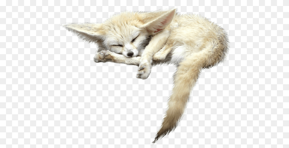 Sleeping Fox Animals White Image 9 Fennec Fox Background, Animal, Canine, Kit Fox, Mammal Png