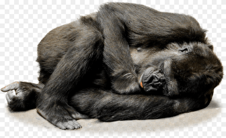 Sleeping Gorilla Png