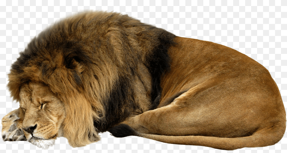 Sleeping Lion White Background, Animal, Mammal, Wildlife Free Transparent Png