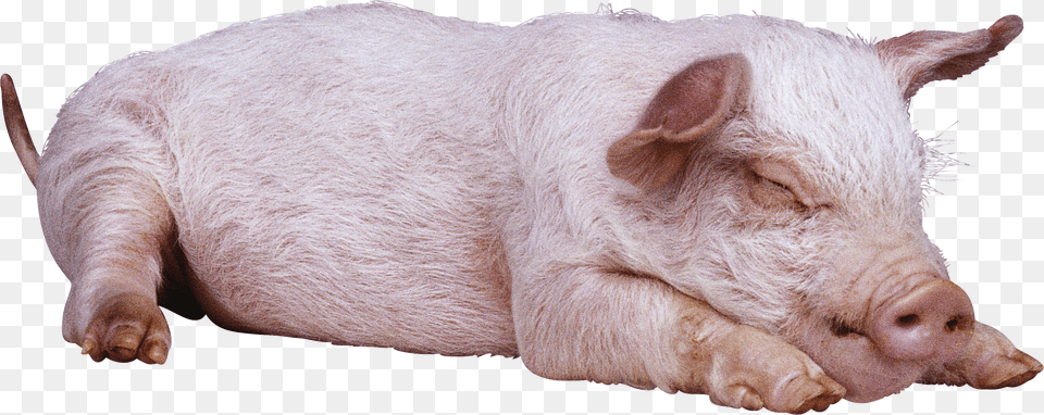 Sleeping Pig Image Pigs Free Png Download