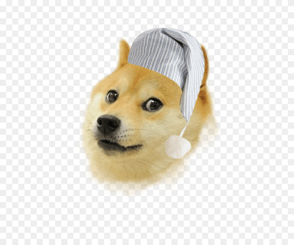 Sleepy Doge, Clothing, Hat, Animal, Canine Png Image