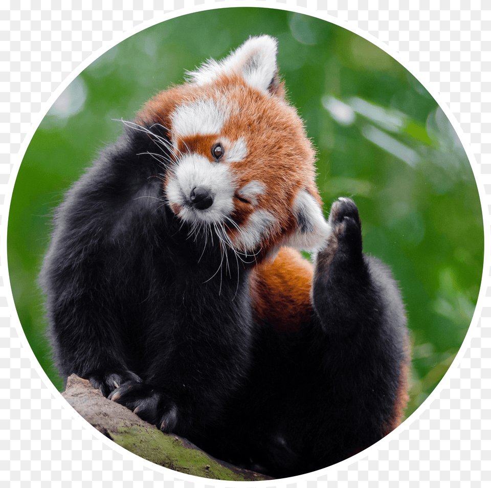 Sleepy Red Panda Red Panda Scratching, Animal, Mammal, Rat, Rodent Png