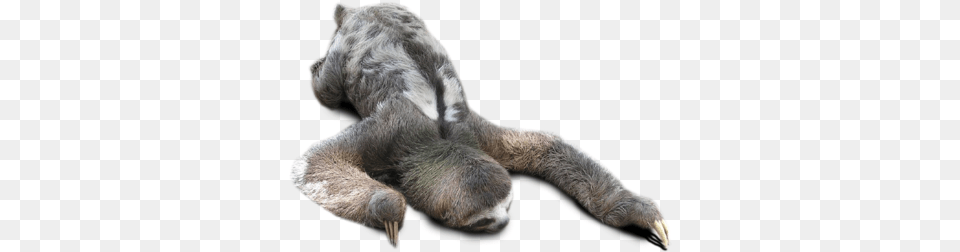 Sleepy Sloth Sloth On A Clear Background, Animal, Mammal, Wildlife, Three-toed Sloth Png