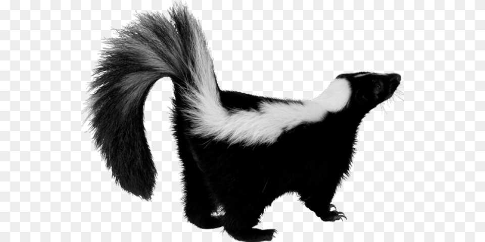 Slender Man Skunk, Animal, Wildlife, Mammal, Bear Free Png