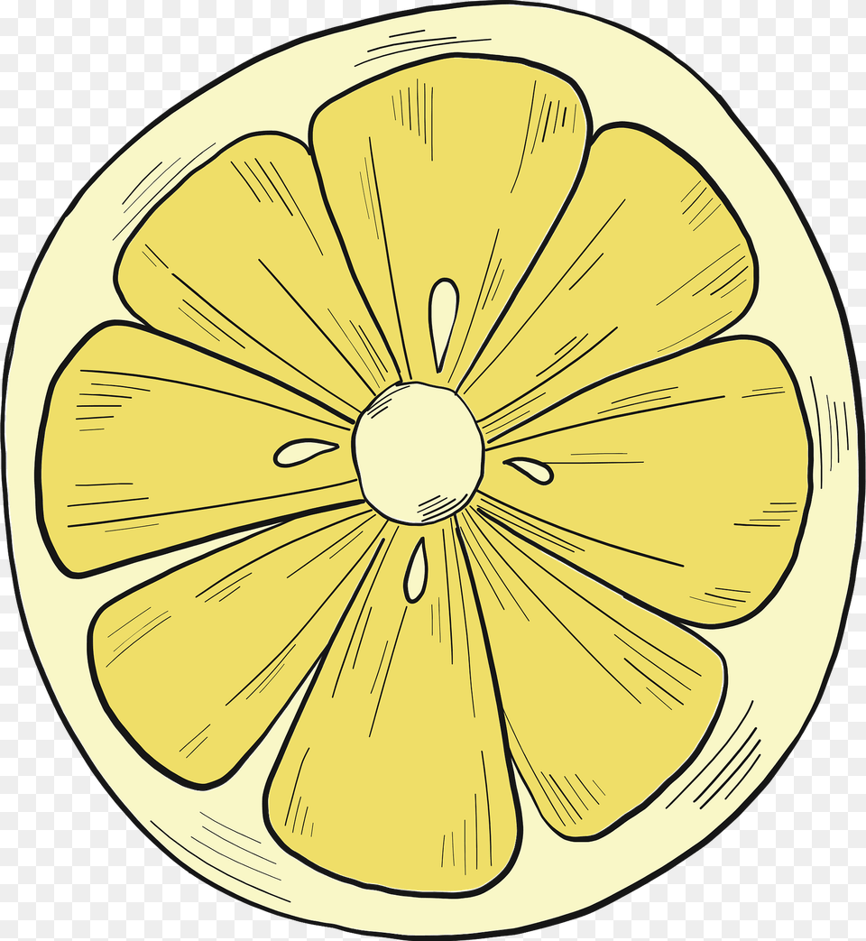 Slice Of Lemon Clipart, Citrus Fruit, Plant, Grapefruit, Fruit Free Transparent Png