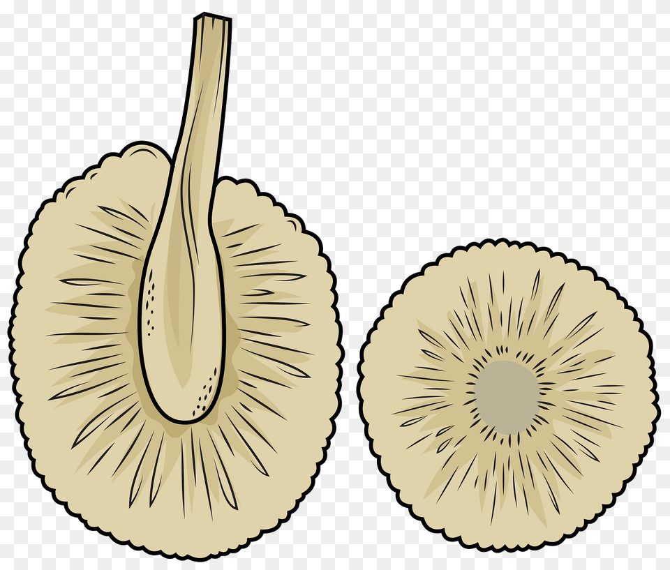 Sliced Breadfruit Clipart, Produce, Plant, Food, Fruit Png