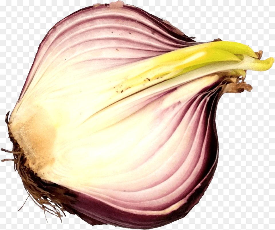 Sliced Onion 6 Red Onion, Food, Produce, Plant, Vegetable Png