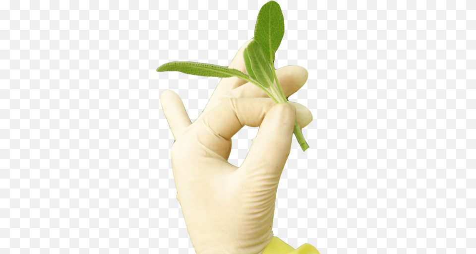 Slide 2 Hand Flower, Plant, Clothing, Leaf, Glove Free Png Download