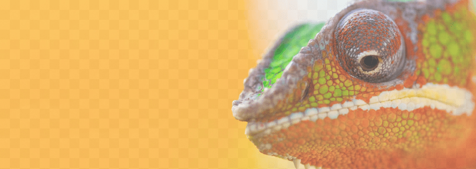 Slide Background Chameleon Learn To Adapt, Animal, Lizard, Reptile, Green Lizard Png