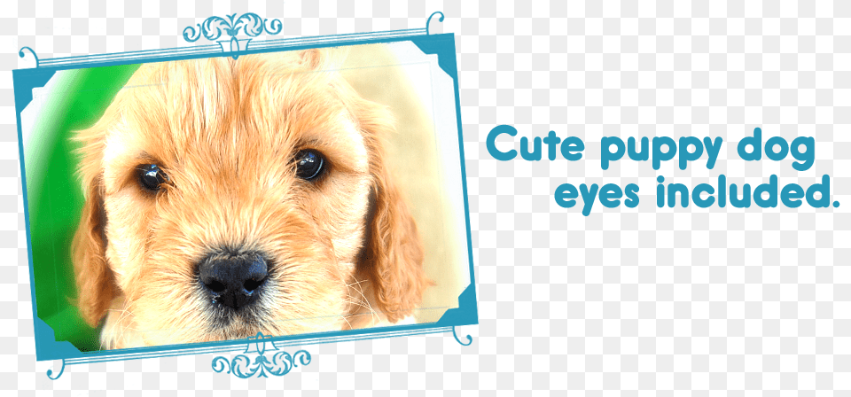 Slide Cute Eyes Companion Dog, Animal, Canine, Mammal, Pet Png Image