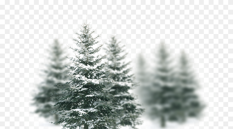 Slide Christmas Tree, Fir, Plant, Pine, Conifer Png Image