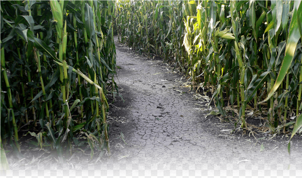 Slider 002 Sugarcane, Soil, Plant, Road, Vegetation Png Image