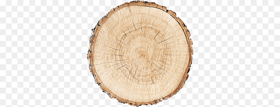 Slider 1 Img 1 Tree Stump Top View Transparent Background, Plant, Tree Trunk, Wood, Tree Stump Free Png Download