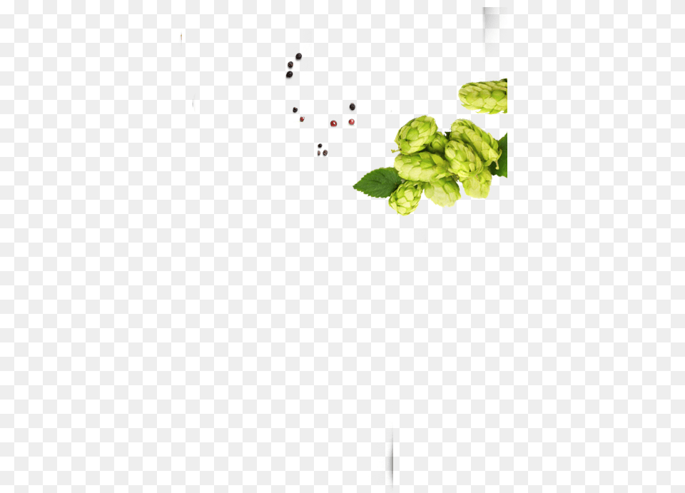 Slider 1 Slide 3 Right Brussels Sprout, Green, Herbs, Leaf, Mint Free Png