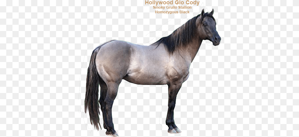 Slider Grullo Horse, Andalusian Horse, Animal, Mammal, Stallion Png Image