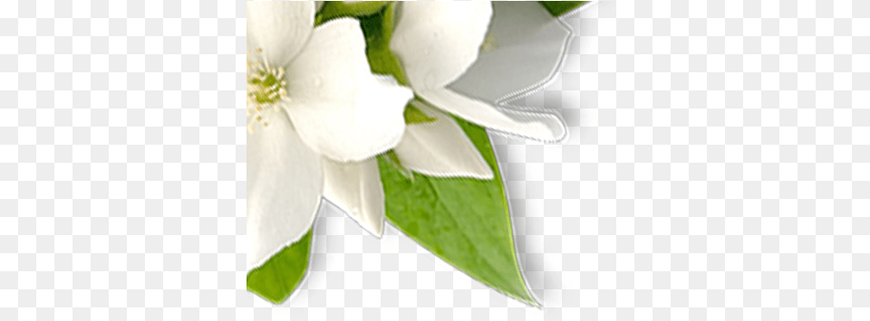 Sliderdeluxe Aromamistsprayflowerpng Wan Shon Trading Lily, Anemone, Flower, Petal, Plant Png