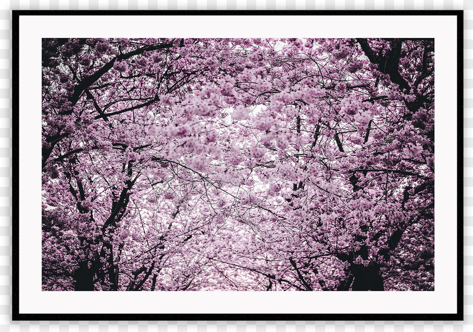 Slike Za Desktop Proljee, Flower, Plant, Cherry Blossom Png